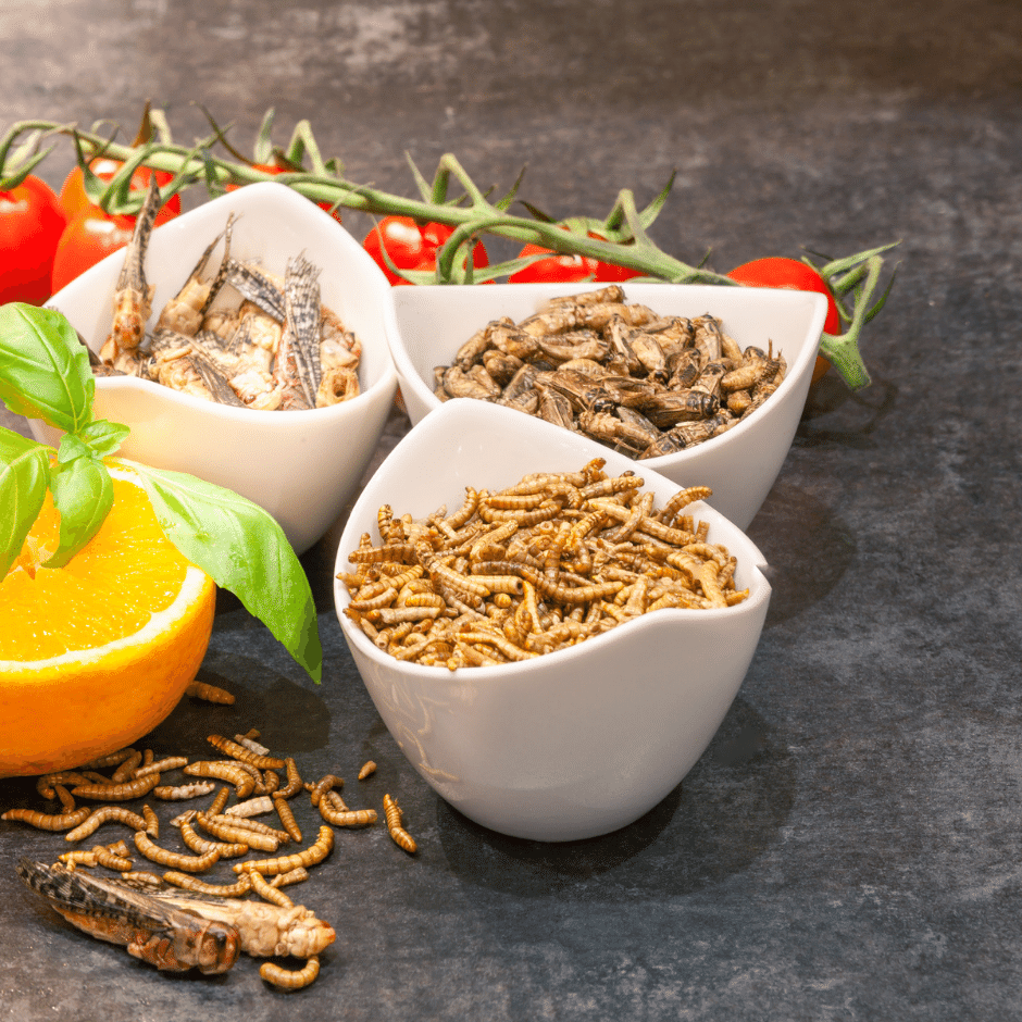 Hmyz ako udržateľná potravina